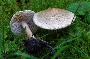 Inocybe flocculosa.jpg_product